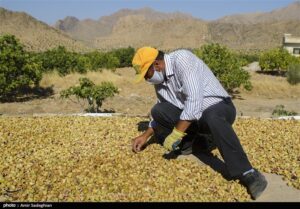 افزایش ارزآوری از محل صادرات انجیر استهبان