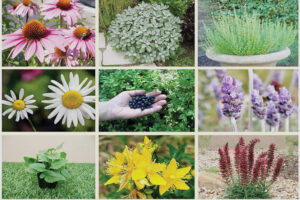 نسخه شفابخش اقتصاد روستایی؛ گردشگری مبتنی بر گیاهان دارویی